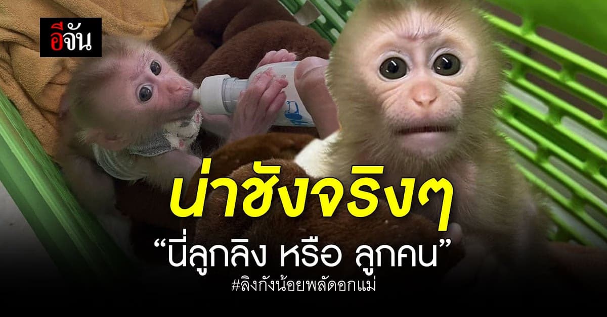 จนท.สบอ.1 เผย ลูกลิงกัง พลัดอกแม่ กินนมเก่งมาก เริ่มติดคนเลี้ยง