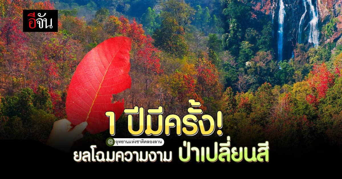 ยลโฉมความงาม ป่าเปลี่ยนสี ที่ อช.คลองลาน 1 ปีมีครั้ง สวยสมคำล่ำลือ