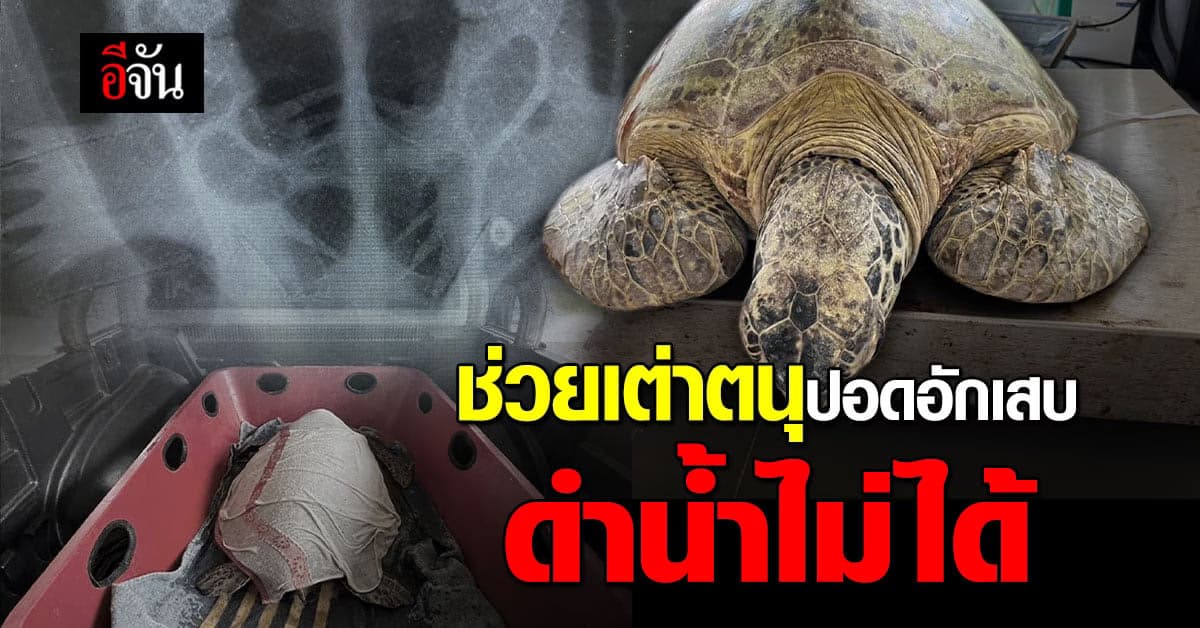 พบ เต่าตนุ ป่วยลอยกลางทะเล จ.จันทบุรี