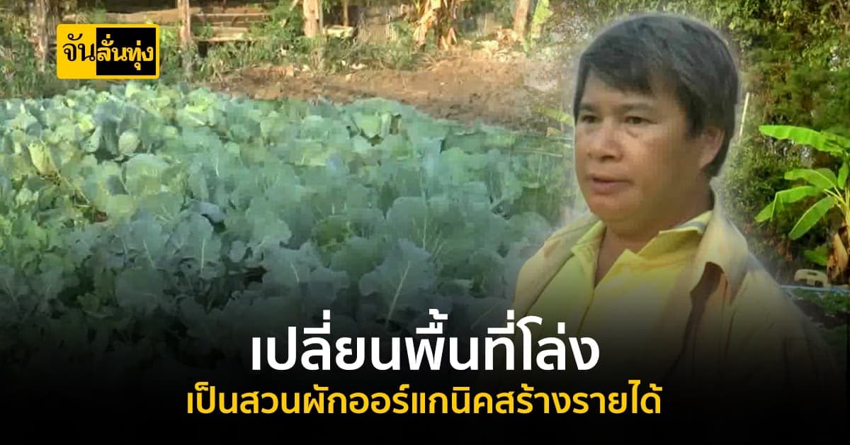 เปลี่ยนพื้นที่ว่าง เป็นสวนผักออแกร์นิค ส่งขายเป็น อาชีพเสริม