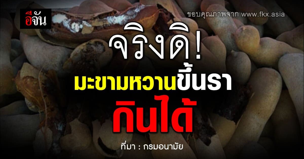 โอเค! มะขามหวานขึ้นรากินได้! แต่กินแบบไม่ขึ้นราดีกว่า