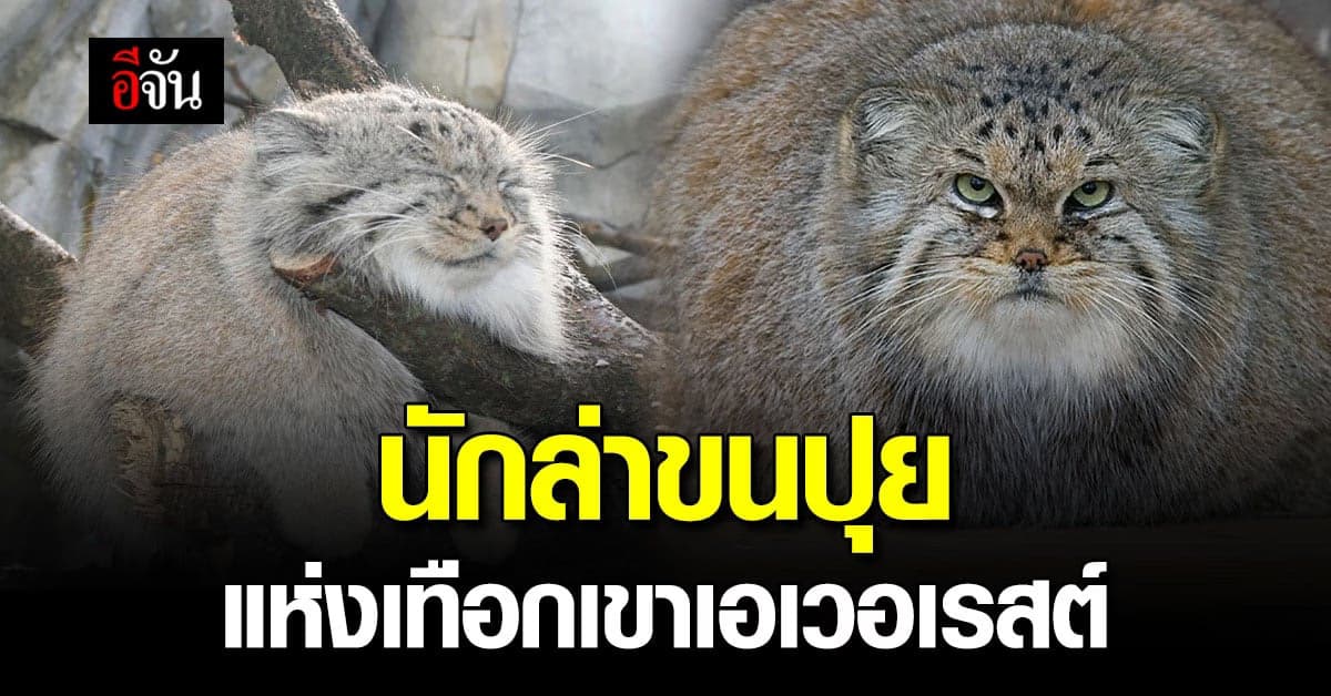 แมวป่าขนฟูสุดคิ้วท์! สายโหดแห่งเทือกเขาเอเวอเรสต์