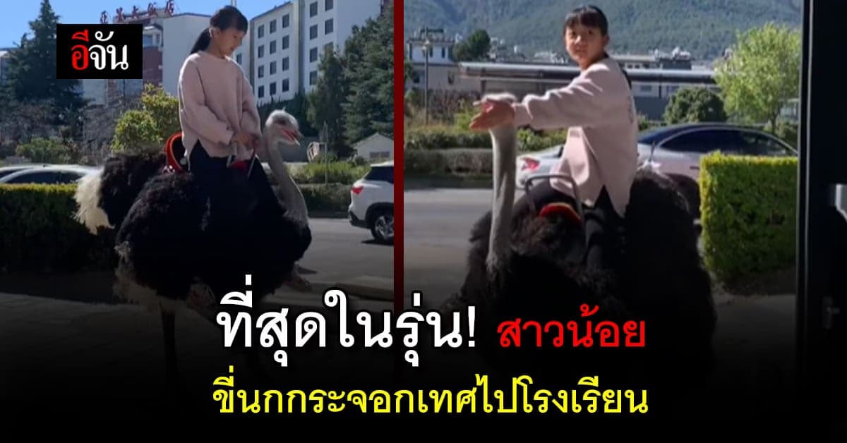 สุดทึ่ง!สาวน้อยชาวจีน ขี่นกกระจอกเทศไปโรงเรียน แบบไม่แคร์ใคร