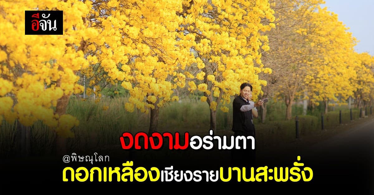 ดอกเหลืองเชียงราย บานสะพรั่ง สวยงาม ทั่วถนน รีบไปดูก่อนหมดฤดู