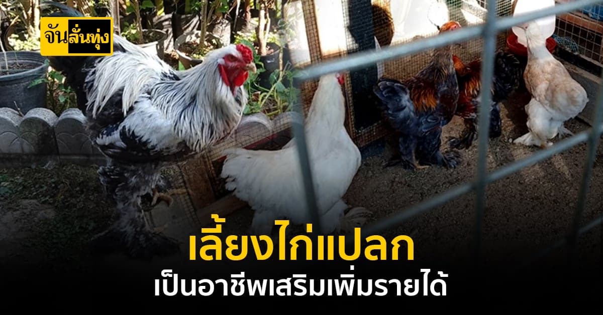 สาวฟิตเนส เลี้ยงไก่สายพันธุ์ต่างประเทศ สร้างรายได้