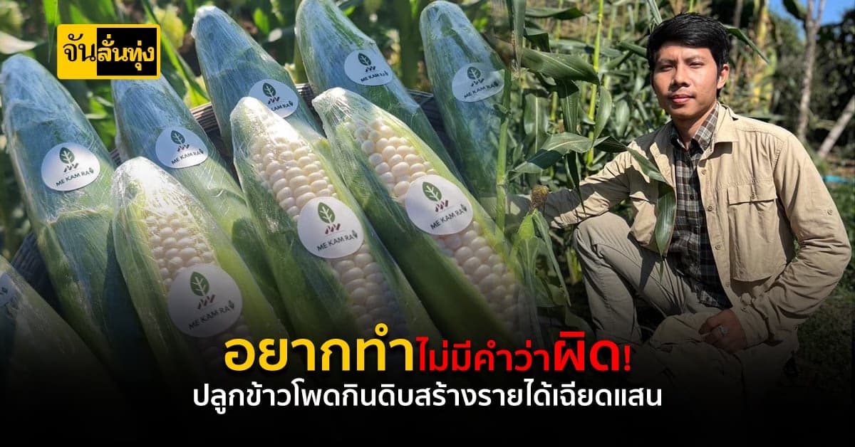 เปลี่ยนที่ดินเปล่าให้เป็นเงิน! ทำสวนข้าวโพดหวานกินสด สร้างรายได้