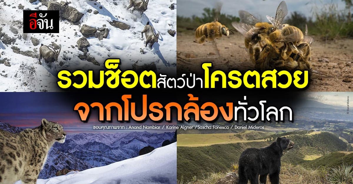 มัดรวมภาพสัตว์ป่าหาดูยาก จากการประกวดภาพถ่ายที่ใหญ่ที่สุดในโลก