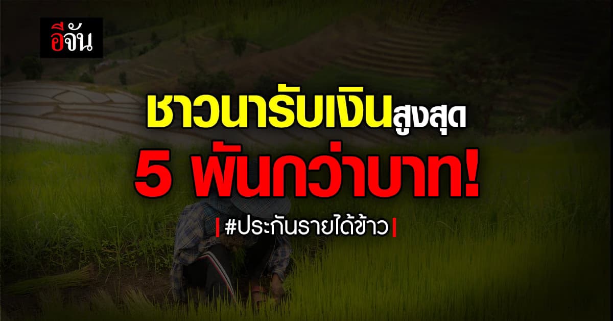 ชาวนาเตรียมเช็ก! ประกันรายได้ข้าว เข้าบัญชี 15 ก.พ.นี้