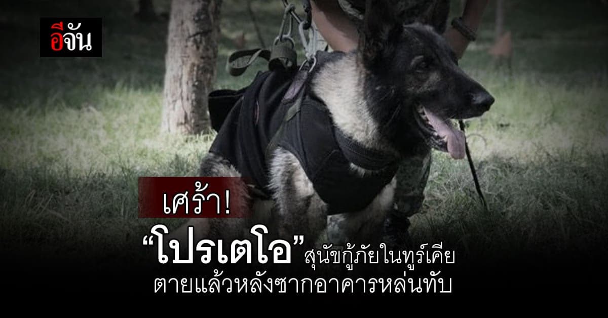 สุดเศร้า! โปรเตโอ สุนัขฮีโร่ร่วมกู้ภัยในทูร์เคีย(ตุรกี) เสียชีวิต
