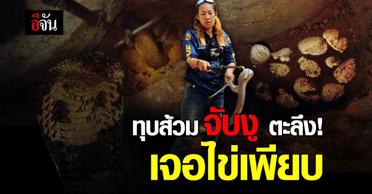 อ่างทอง ทุบส้วม จับงูเห่า ตะลึง เจอ กกไข่ ใต้ห้องน้ำ