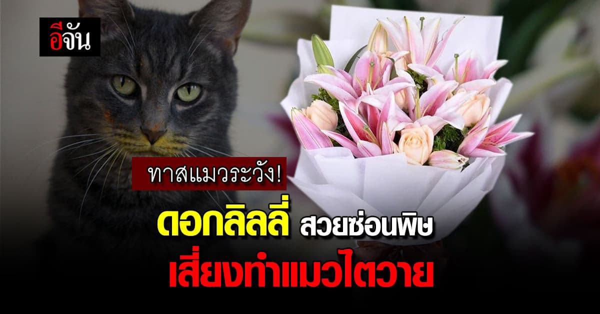 เหล่าทาสแมวระวัง! ดอกลิลลี่ ความสวยที่เป็นภัยกับน้องแมว