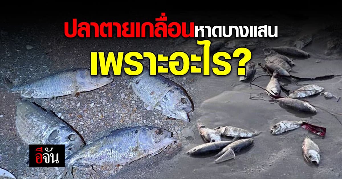 โซเชียลสงสัย หลังมีภาพ ปลาตายเกลื่อนหาดบางแสน เกิดจากอะไร