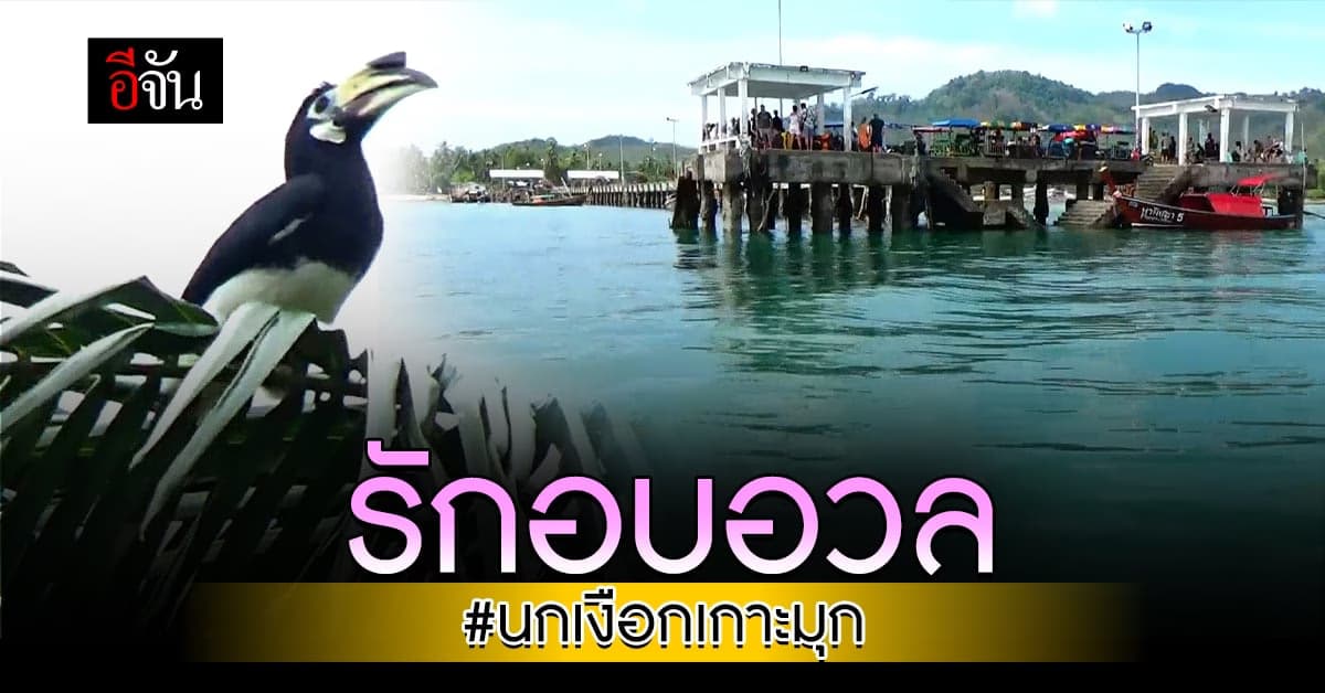 ควันหลงวาเลนไทน์ เปิดภาพประทับใจ นกเงือก เกาะมุก ออดอ้อนกัน น่ารักสุด