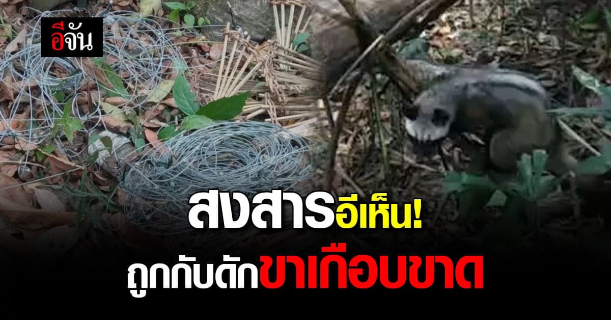 สงสาร! อีเห็น ถูกกับดักขาเกือบขาด รอดชีวิตได้เพราะเจ้าหน้าที่ช่วยทัน