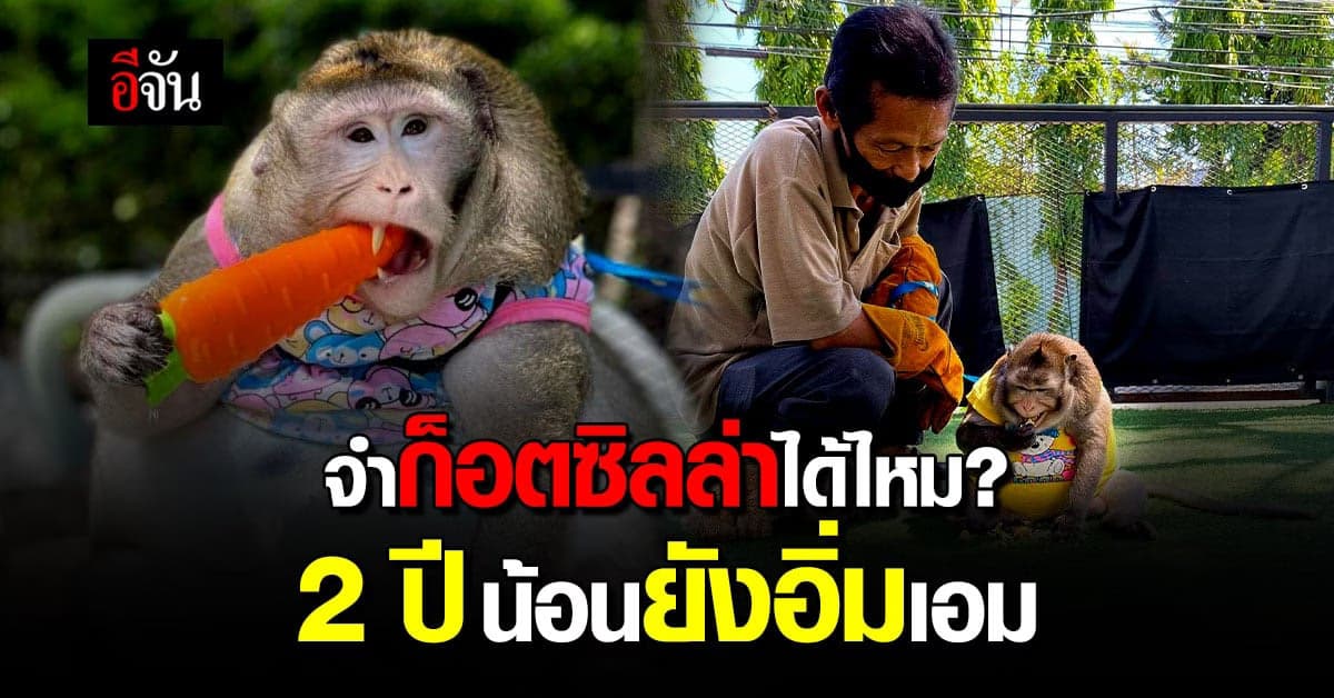 จ้ำม่ำเหลือเกินเจ้าน้องเอ๋ย! ก็อตซิลล่ายังไม่ได้กลับไปอยู่กับครอบครัว