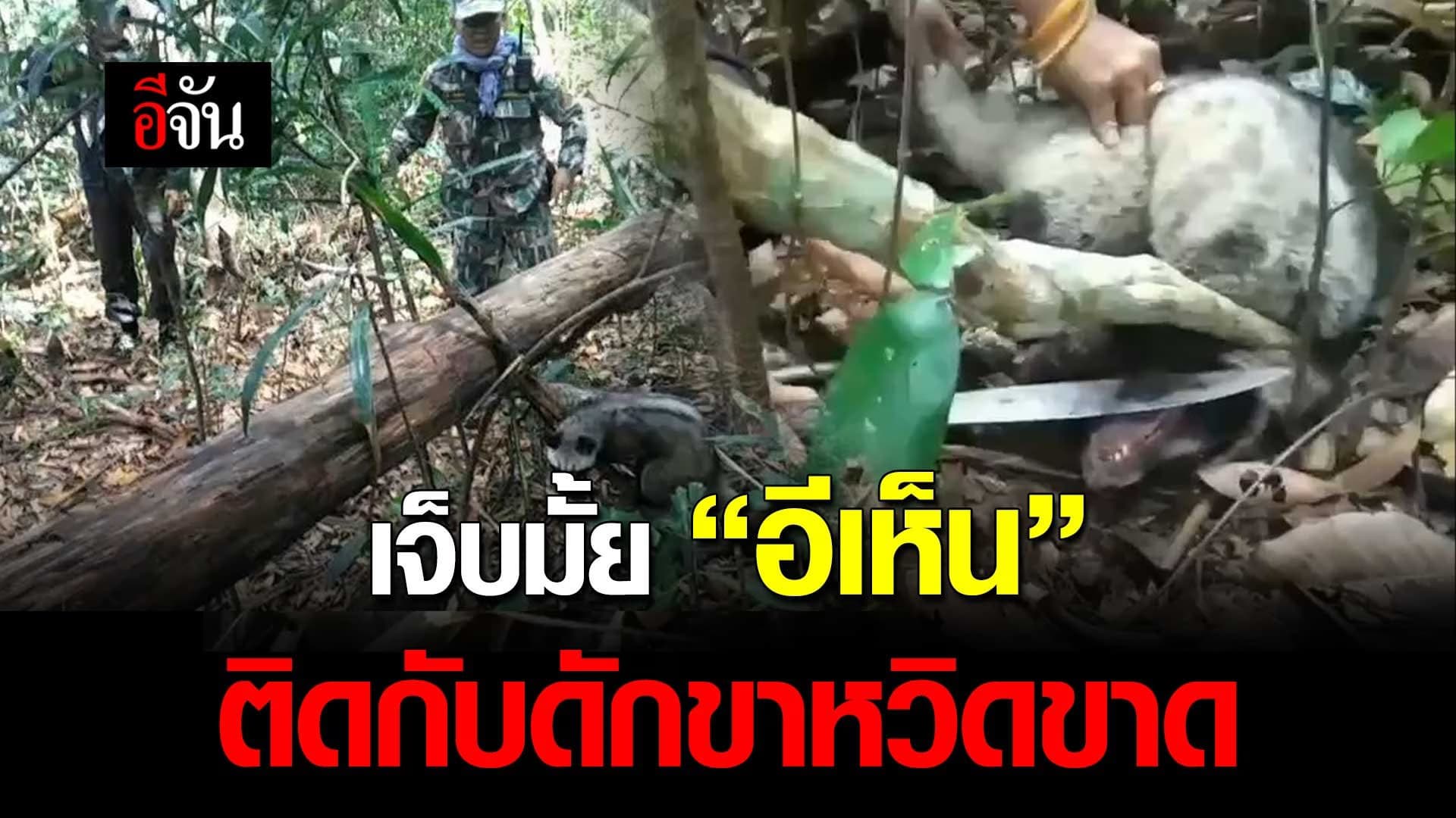 🎬 เจ็บมั้ย “อีเห็น” ติดกับดักขาหวิดขาด