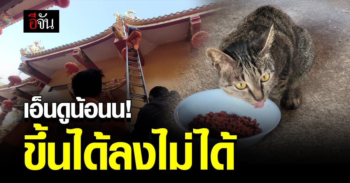 แมวศาลเจ้า ไล่จับนก จนไป ติดอยู่บนหลังคา ลงไม่ได้ กู้ภัยรีบเข้าช่วย
