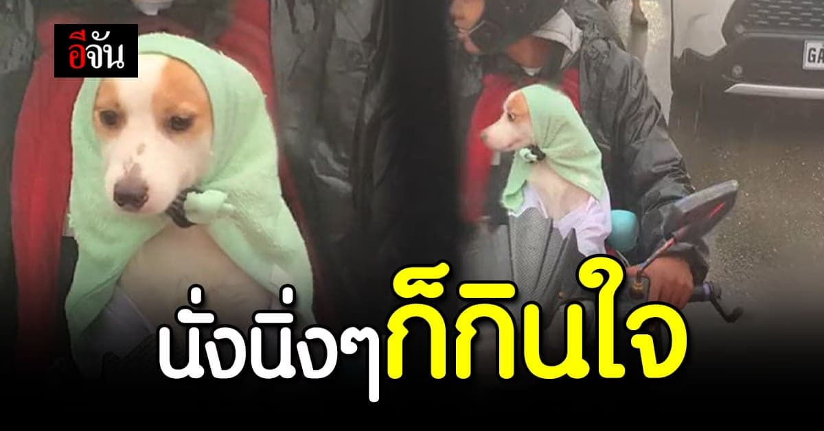 น่ารักอะไรเบอร์นี้! ในวันที่ฝนตก ยังมีความน่าเอ็นดูของน้องให้ใจฟูสุดๆ