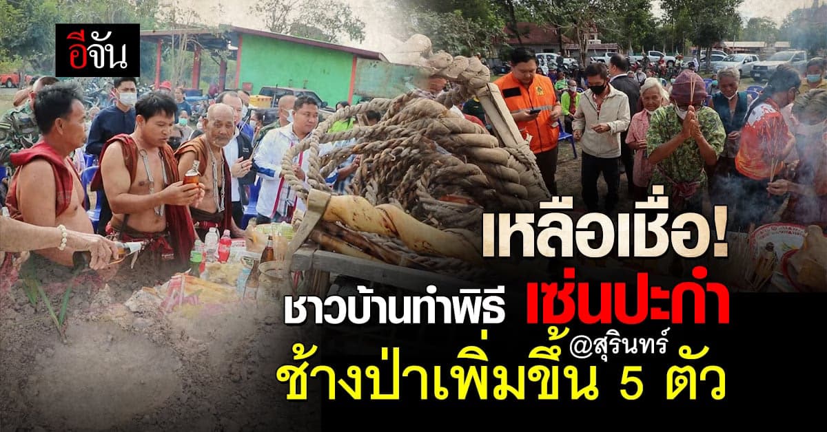 หมอช้าง เมืองสุรินทร์ ทำพิธี เซ่นปะกำ ผ่านไป 3 วัน ช้างป่าเพิ่ม 5 ตัว