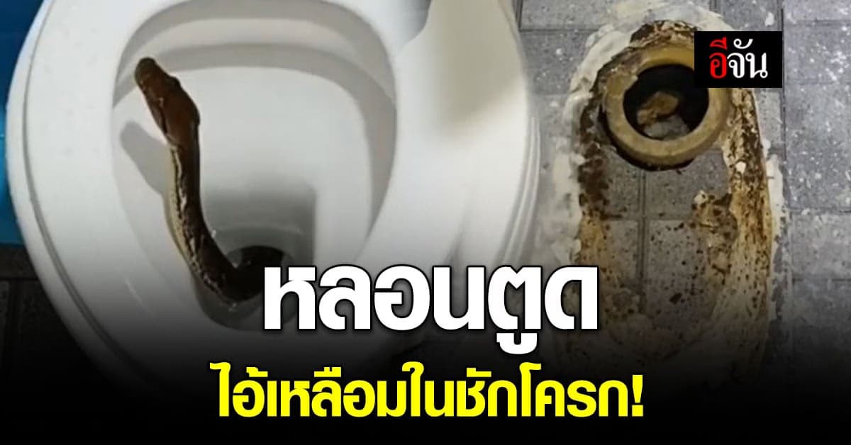 ผงะ งูในชักโครก ทั้งราดน้ำร้อน โซดาไฟ ก็ยังไม่ได้ผล