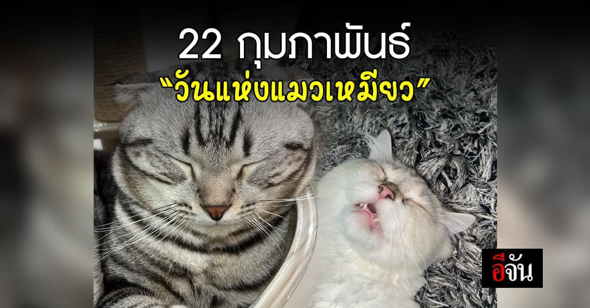 22 กุมภาพันธ์ “วันแห่งแมวเหมียว” ของญี่ปุ่น