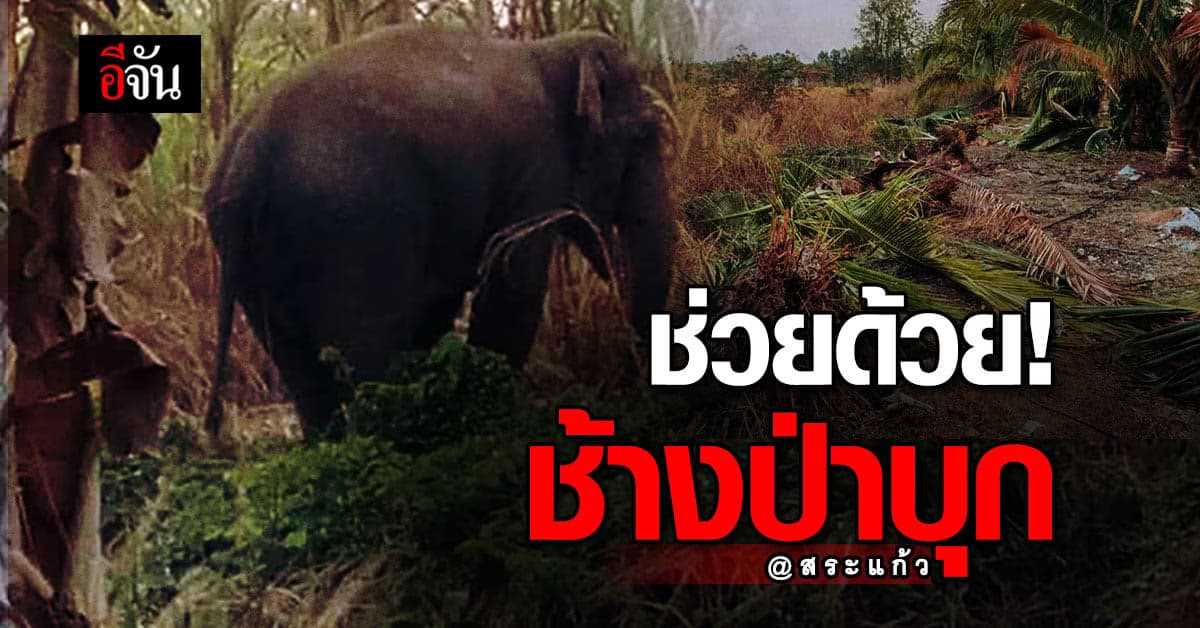ชาวบ้าน วอน จนท.เร่งจับ ช้างป่า บุกทำลาย พืชผลการเกษตร