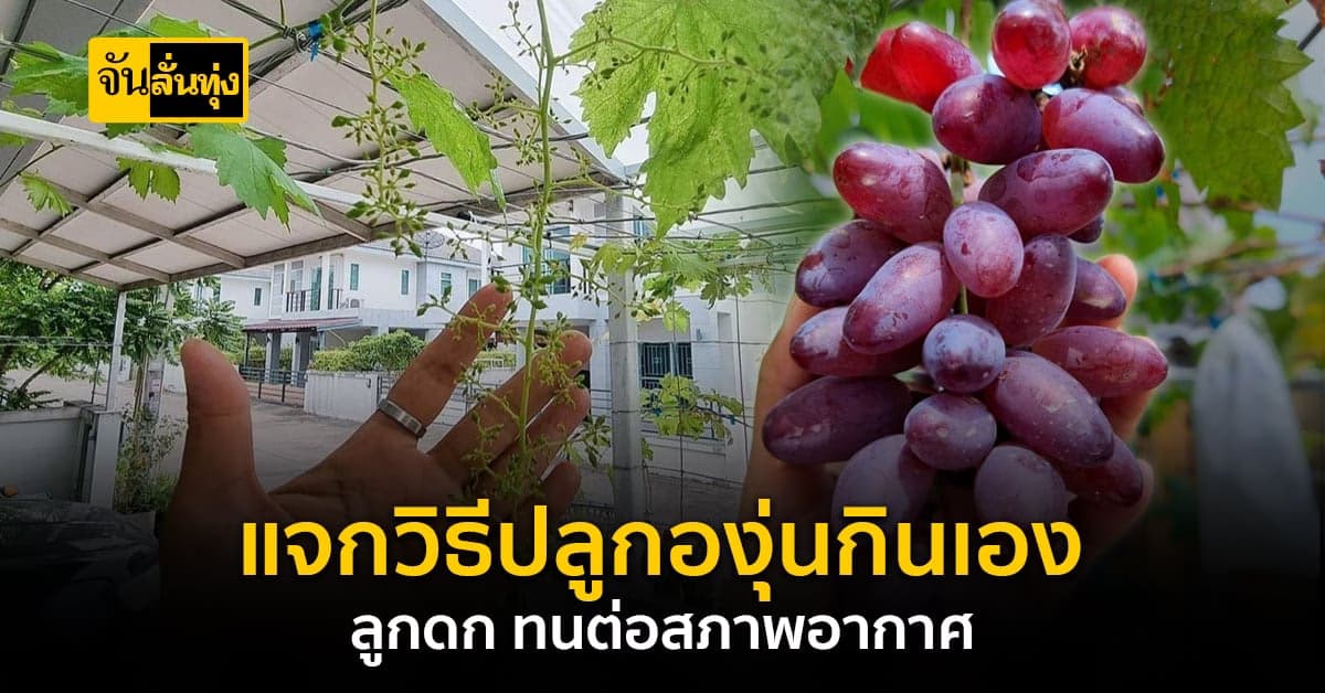 รู้ไหมว่าองุ่นปลูกแบบนี้แล้วลูกดก