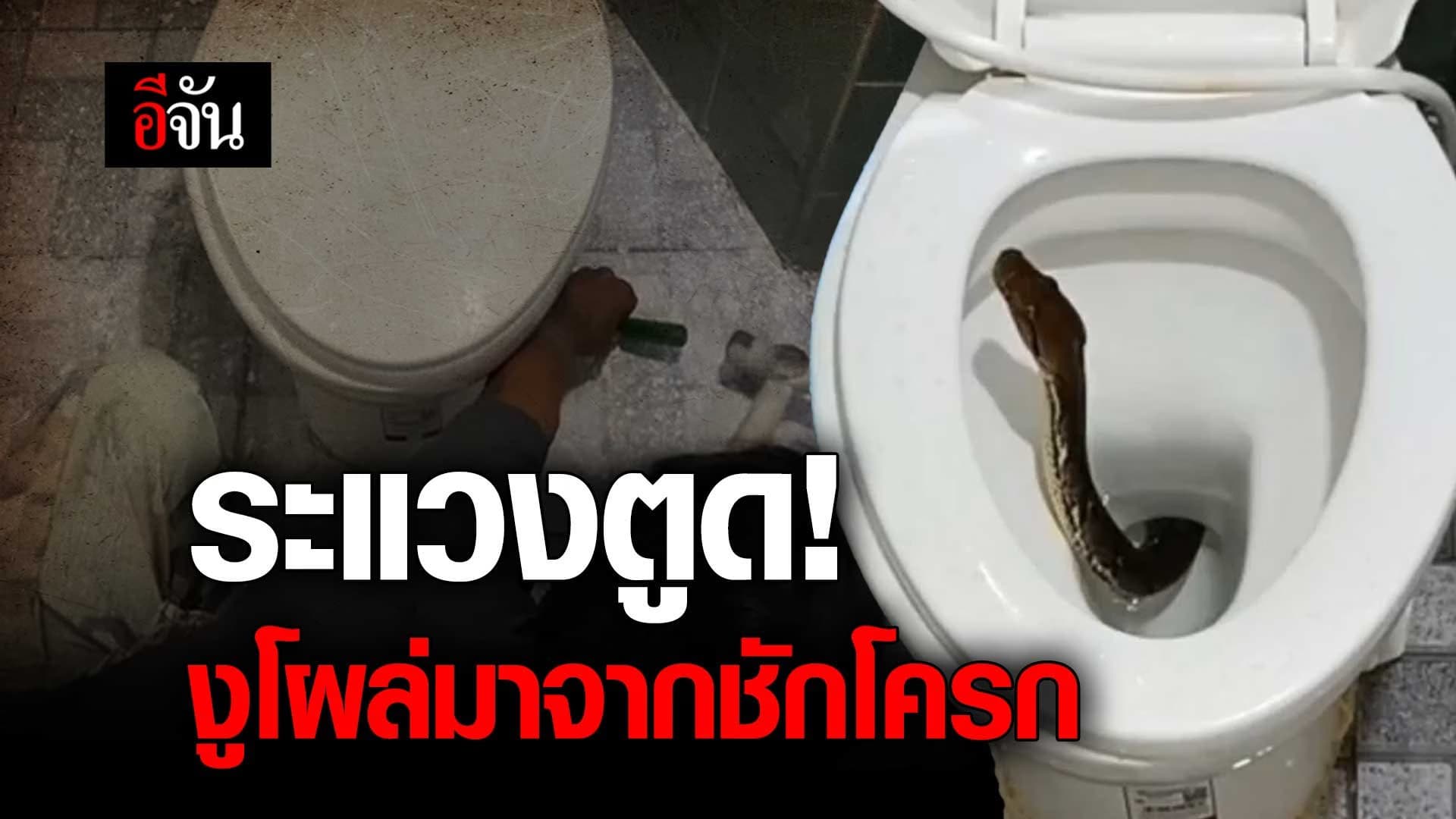 🎬 ระแวงตูด! งู โผล่มาจาก ชักโครก