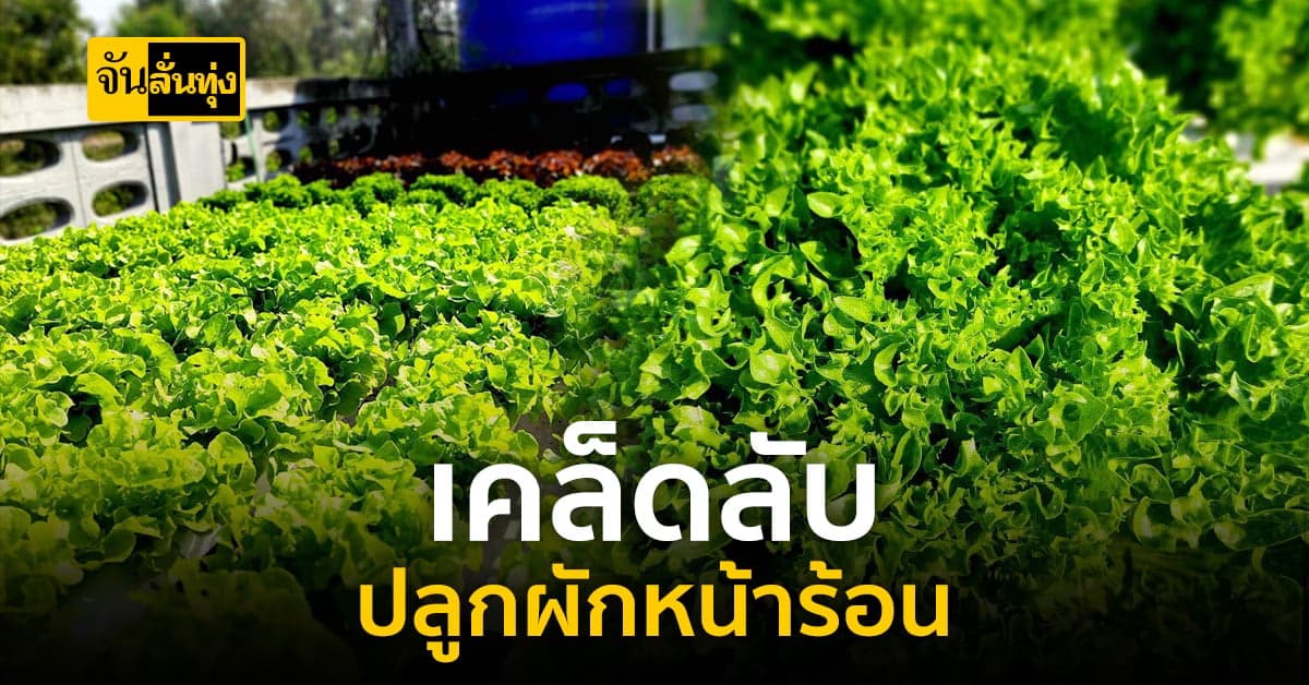 แก้ปัญหาผักไม่โตช่วงหน้าร้อน