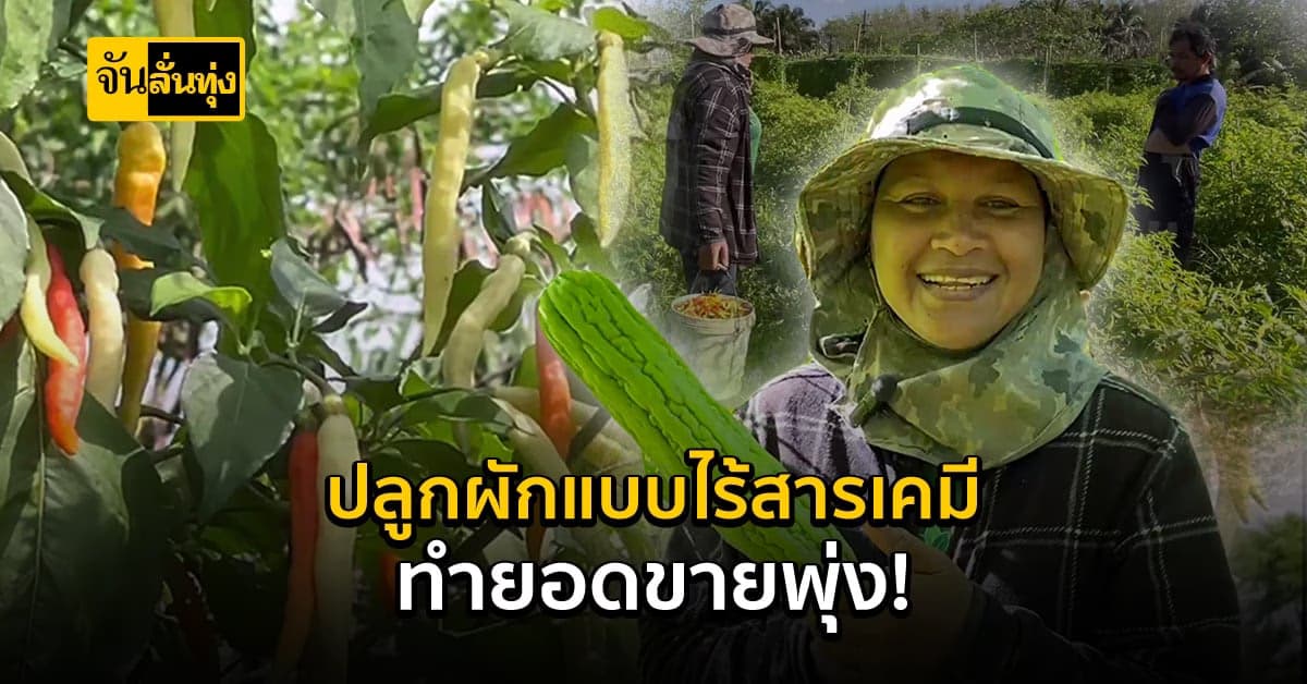 ตรัง ปลูกผักไร้สาร ยอดขายพุ่งสร้างเงินดี