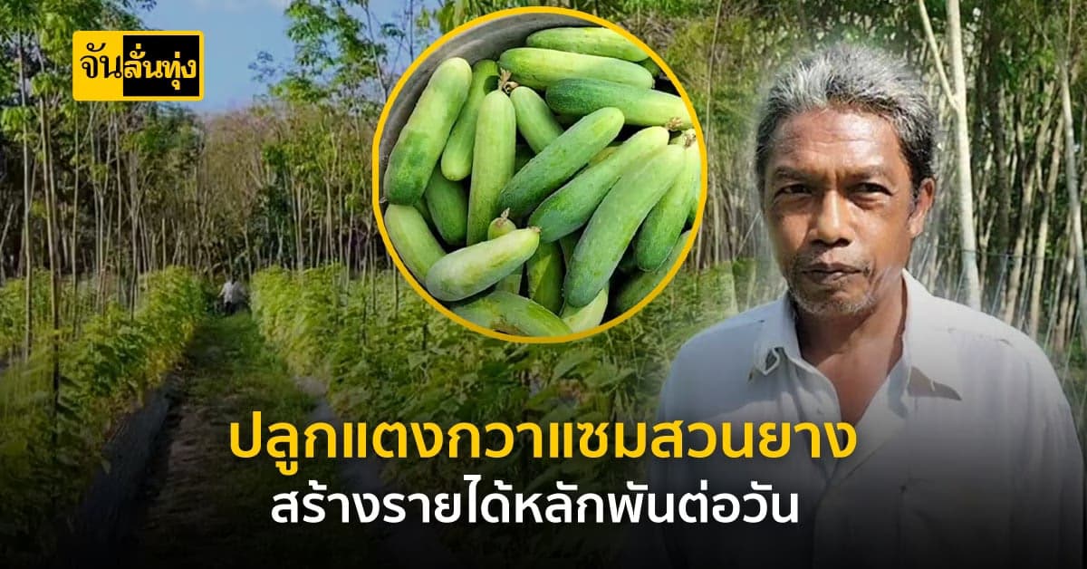 เกษตรกร สงขลา ใช้พื้นที่ว่างในสวนยาง ปลูกแตงกวา สร้างรายได้