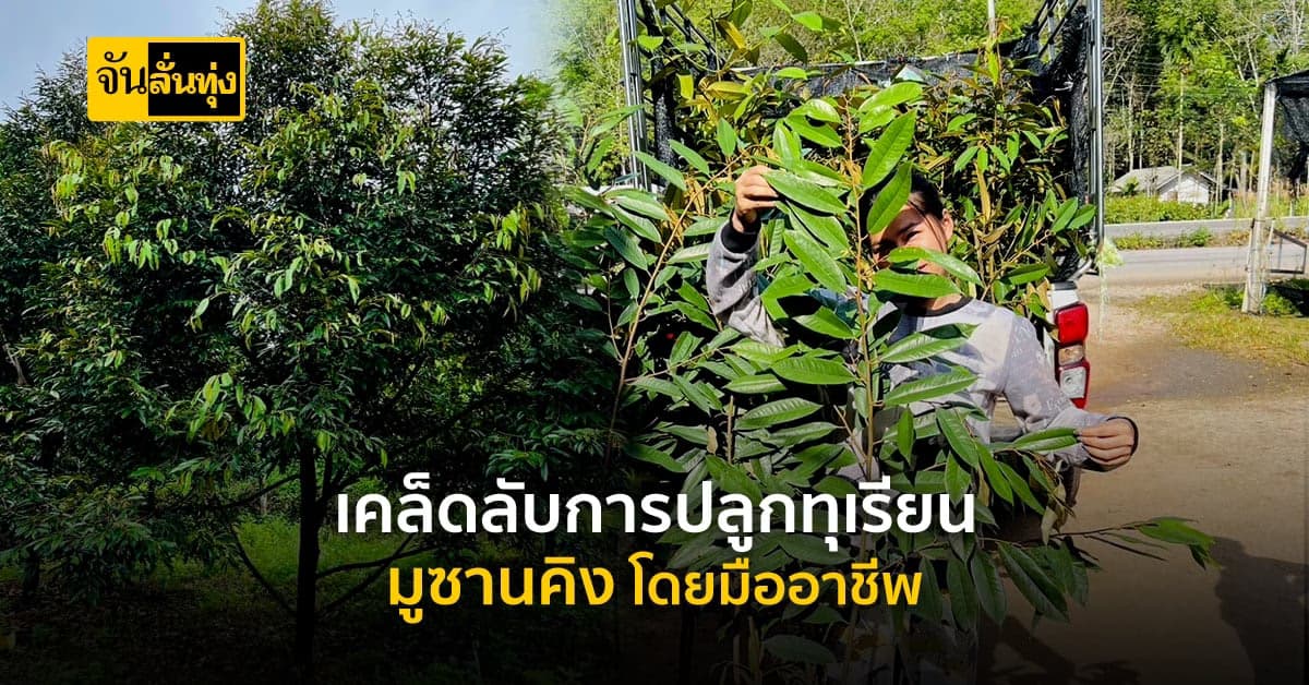 แจกวิธีการปลูกทุเรียนสายพันธุ์มูซานคิงฟรี