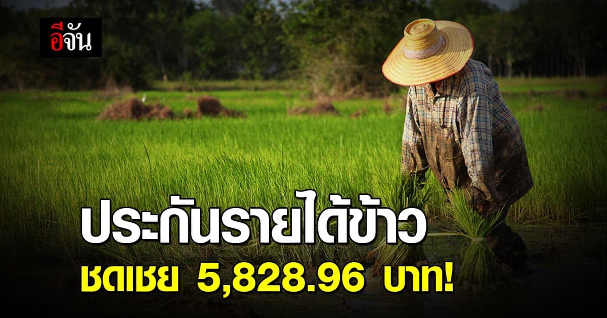 ชาวนาเฮ! ประกันรายได้ข้าว งวด 20 เข้ากระเป๋า 1 มี.ค.นี้