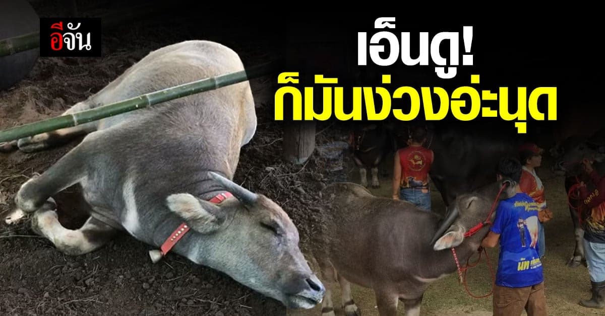 เอ็นดู ควายน้อย ไปงานกระบือ แต่ดันง่วง ก็หลับกลางอากาศไปเลย