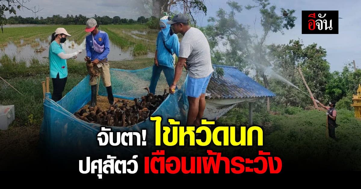 ปศุสัตว์ เข้ม! เฝ้าระวัง ไข้หวัดนก หลังพบผู้ป่วย-เสียชีวิตในกัมพูชา