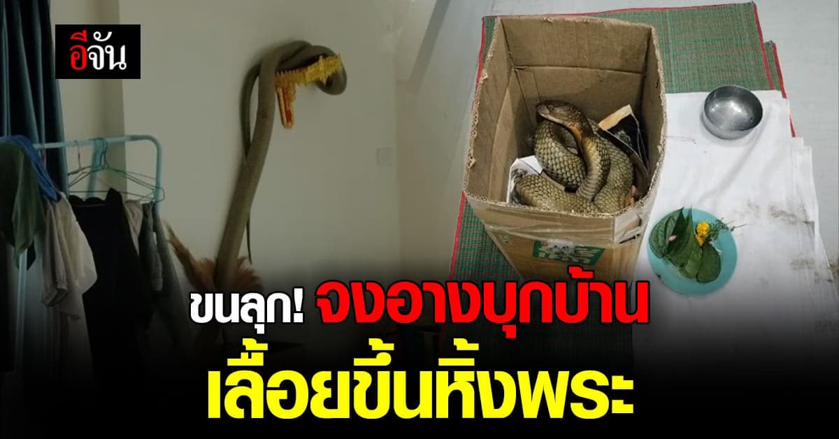 ขนลุก! งูจงอางตัวใหญ่ยาว เลื้อยเข้าบ้าน ก่อนขึ้นไปนอนบนหิ้งพระ