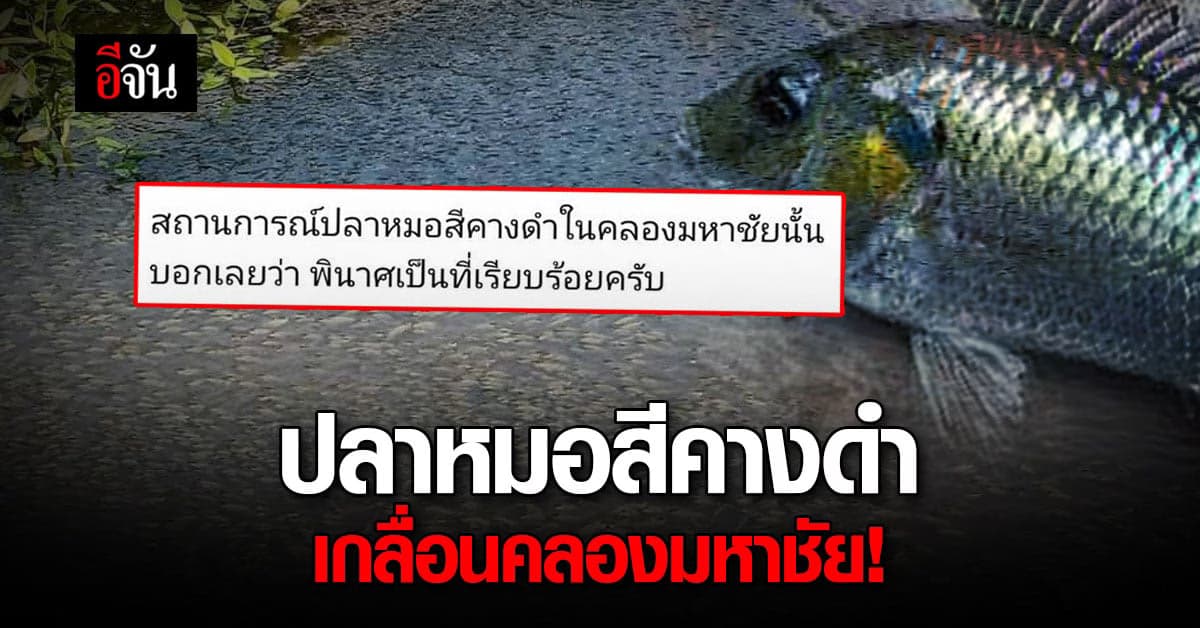 หนุ่มโพสต์ภาพ ปลาหมอสีคางดำ ว่ายเกลื่อน คลองมหาชัย