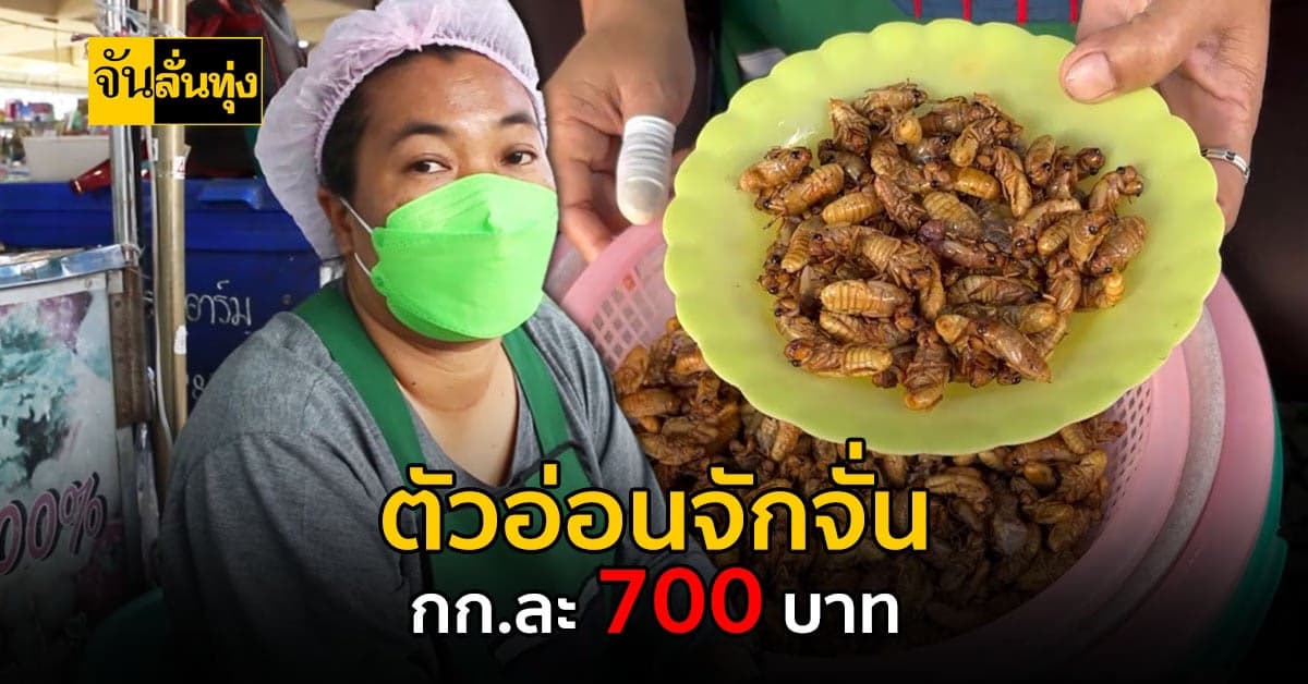 แนวแซ่บแดนอีสาน ตัวอ่อนจักจั่น ราคาสูงลิ่วกก.ละ 700 บาท