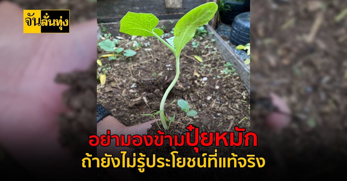 สงสัยกันไหมว่าทำไมปุ๋ยหมักถึงทำให้ผักโต