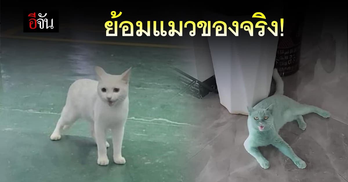 อุ๊ต๊ะ! แมวสีขาวกลายเป็นสีเขียวเฉย
