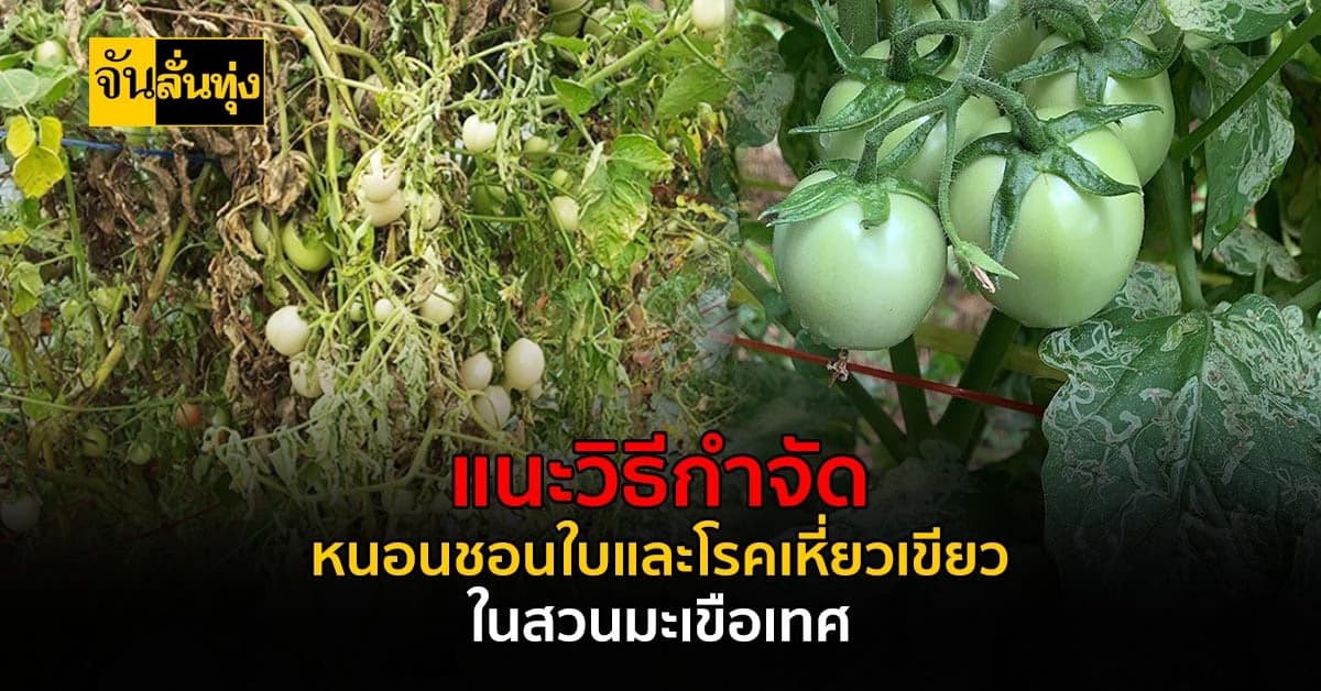 เฝ้าระวัง! หนอนแมลงวันชอนใบ และโรคเหี่ยวเขียว บุกทำลายสวนมะเขือเทศ