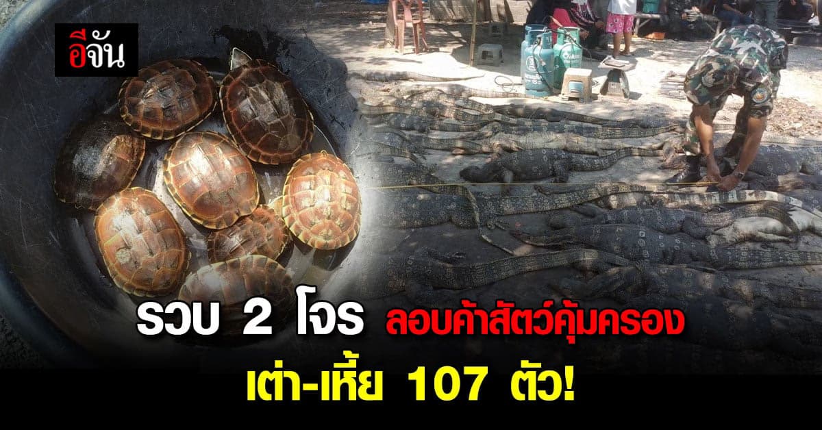 บุกรวบคารัง 2 โจร ลอบค้าสัตว์ป่าคุ้มครอง เต่า – เหี้ย 107 ตัว!