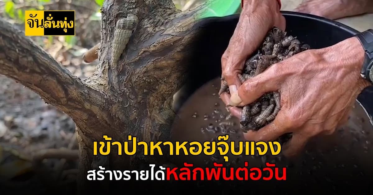 ชาวบ้านออกหา หอยจุ๊บแจง สร้างรายได้หลักพันต่อวัน เป็นรายได้เสริม