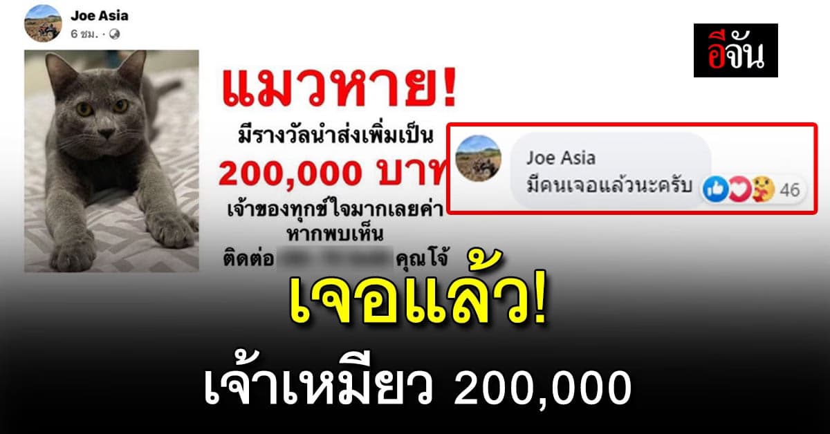 โล่งใจ! เจอแล้ว เหมียวที่เจ้าของโพสต์ตามหา เสนอสินน้ำใจคนเจอกว่าสองแสน