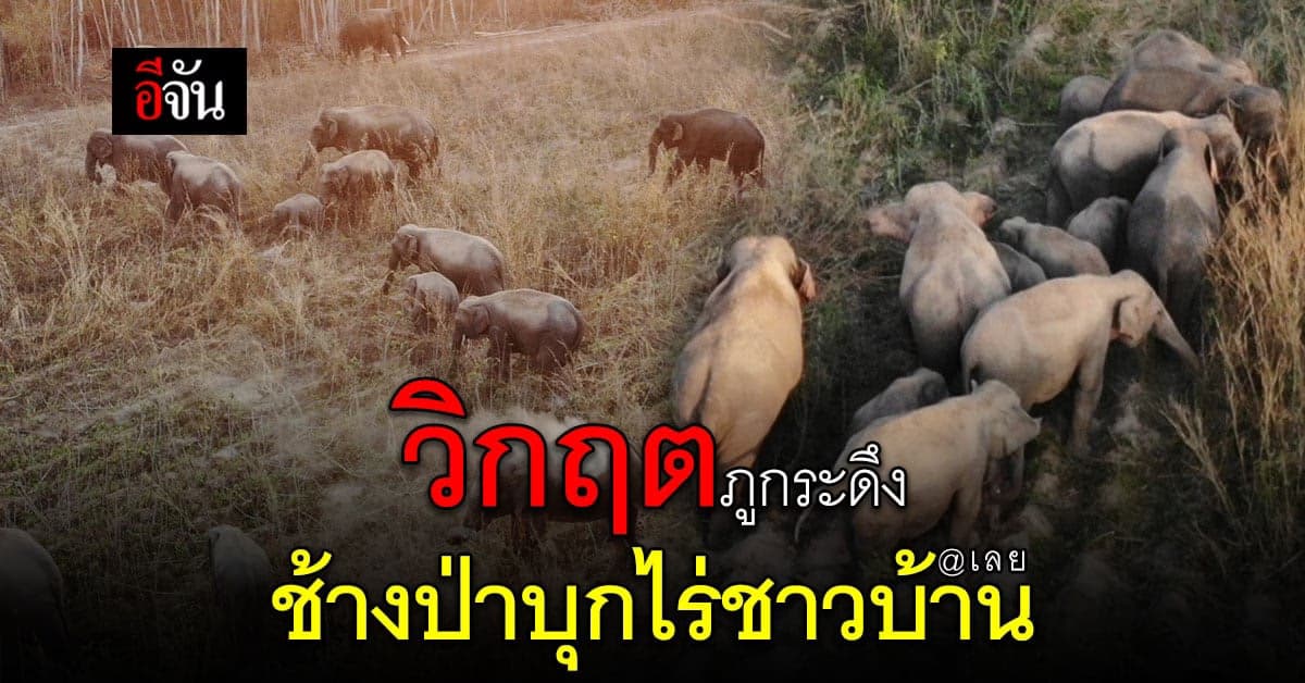 เดือดร้อนหนัก! ช้างป่า 50 ตัว ลุยกินพืชผลชาวบ้าน เสียหายกว่า 2,000 ไร่