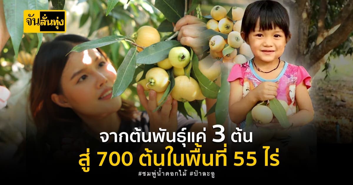 ชมพู่น้ำดอกไม้ ของดี ป่าละอู กว่าจะมีถึงวันนี้ ไม่ง่าย