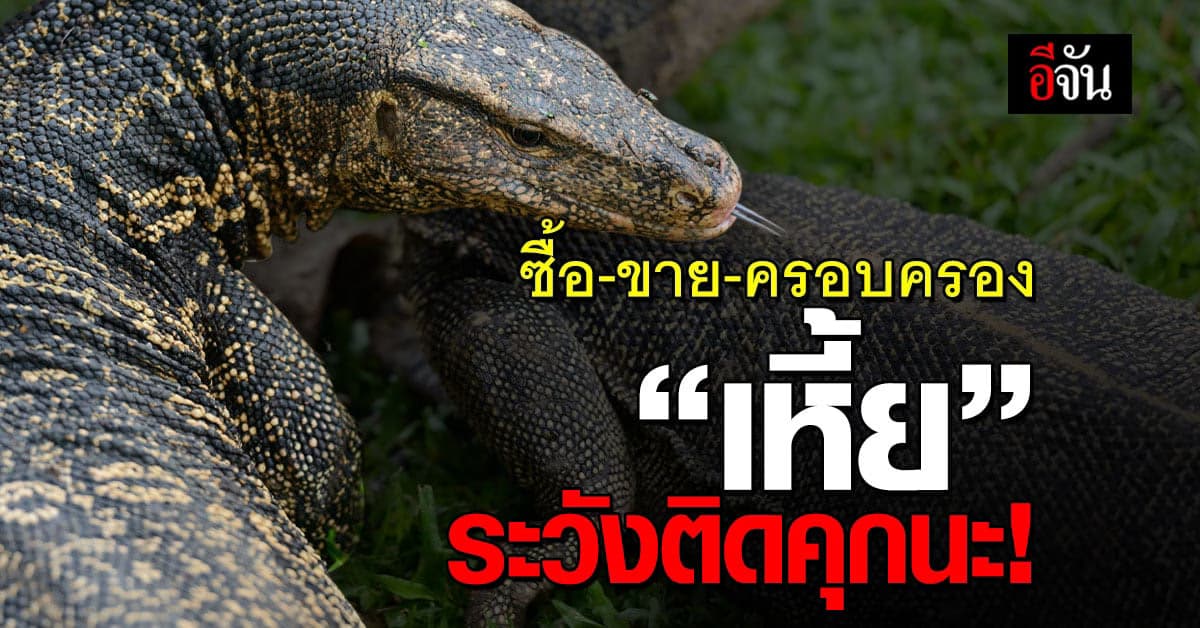 รู้มั้ย! เหี้ย เป็นสัตว์คุ้มครองนะ ซื้อ-ขาย-ครอบครอง เข้าคุกแน่นอน