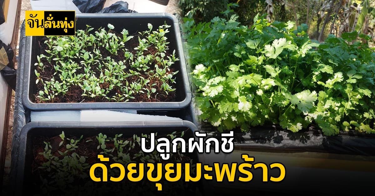แจกเคล็ดลับปลูกผักชีด้วยขุยมะพร้าวลงกล่องโฟม