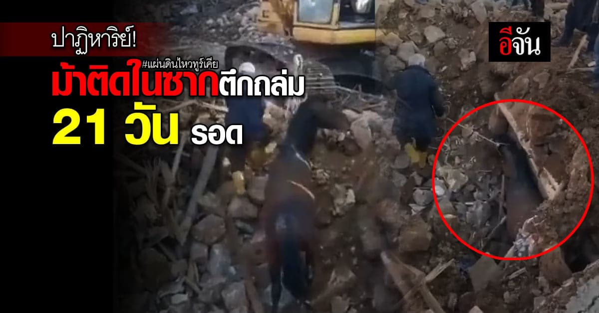 ปาฏิหาริย์! ม้าติดในซากตึกถล่มแผ่นดินไหวทูร์เคีย(ตุรกี) 21 วันรอดตาย