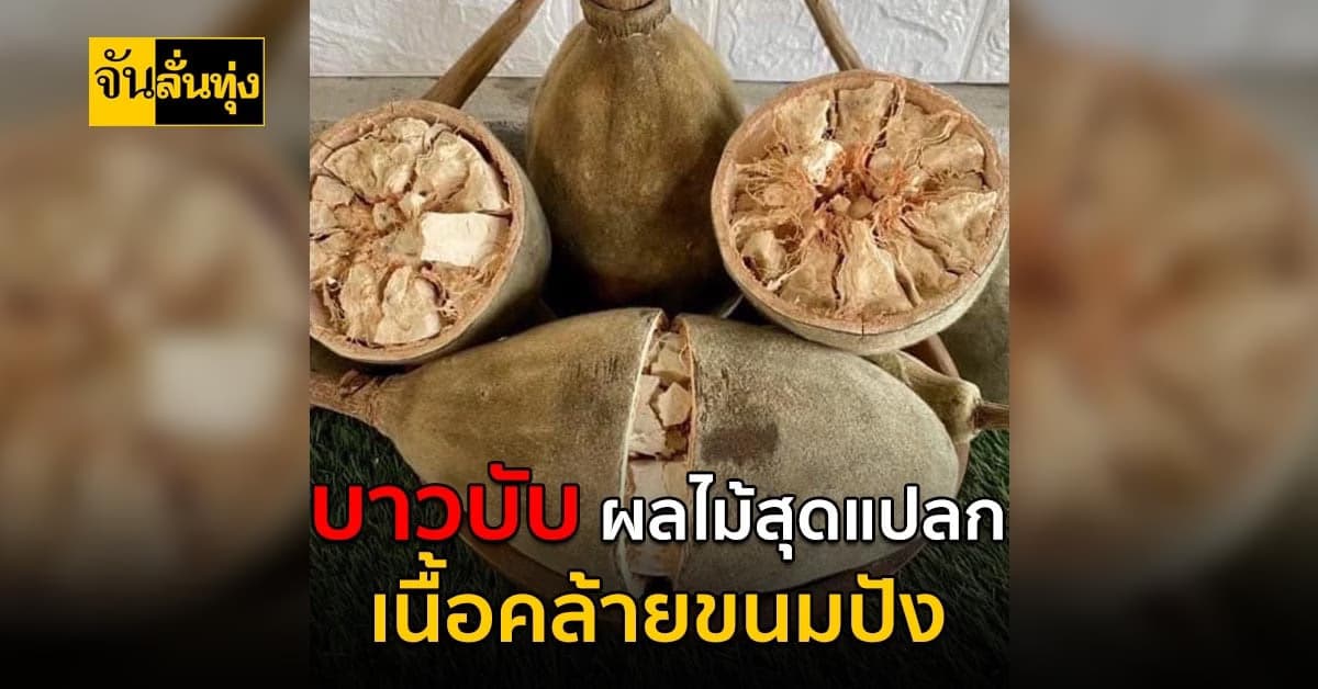 บาวบับ ผลไม้สุดแปลกฉีกมาเนื้อเป็นขนมปัง